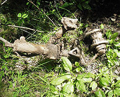 Поисковики отрядов «Сокол» и «Скиф» экспедиции «Долина» обнаружили останки погибшего в 1943 году советского военного летчика